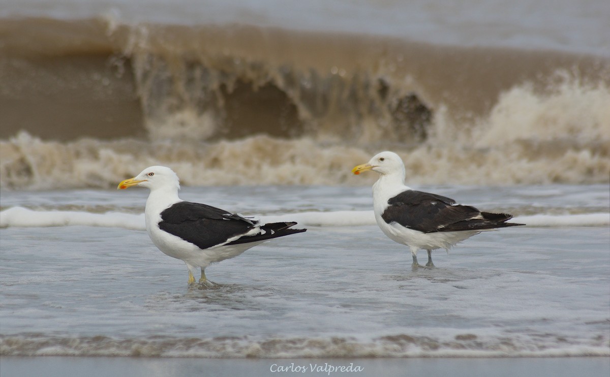 Kelp Gull - ML624082284