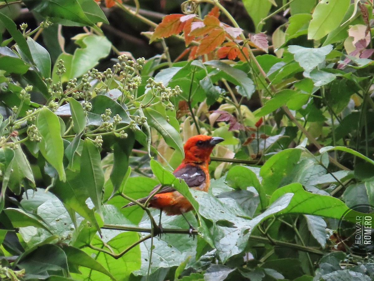 White-winged Tanager - ML624082287