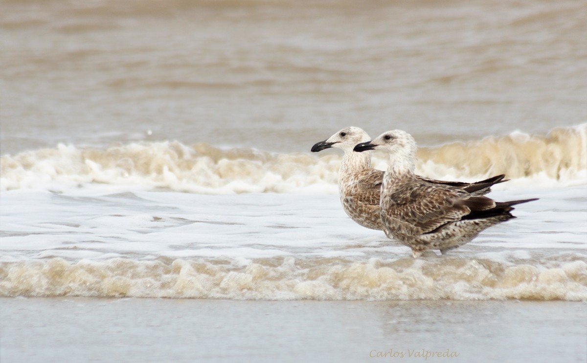 Kelp Gull - ML624082291