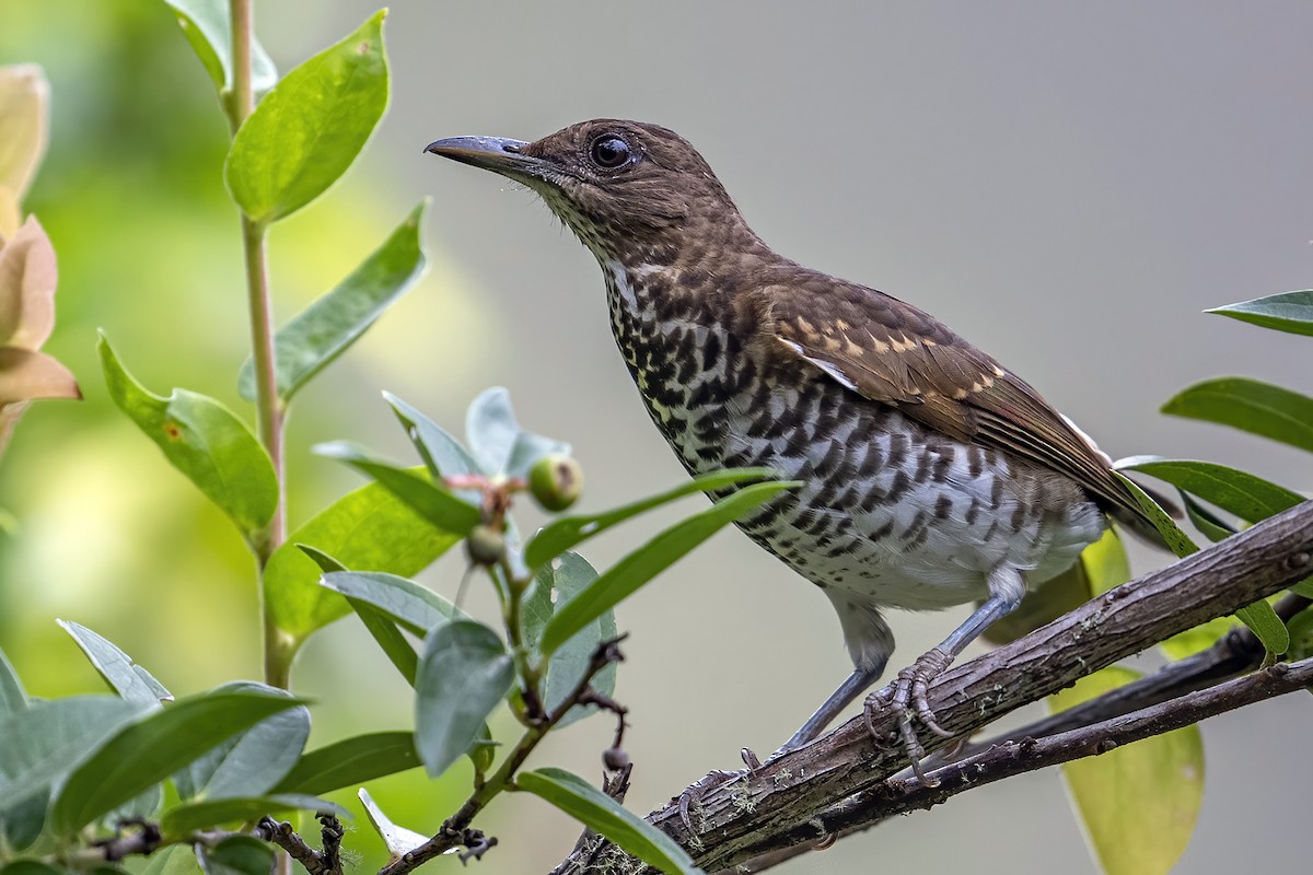 Marañon Thrush - ML624082292