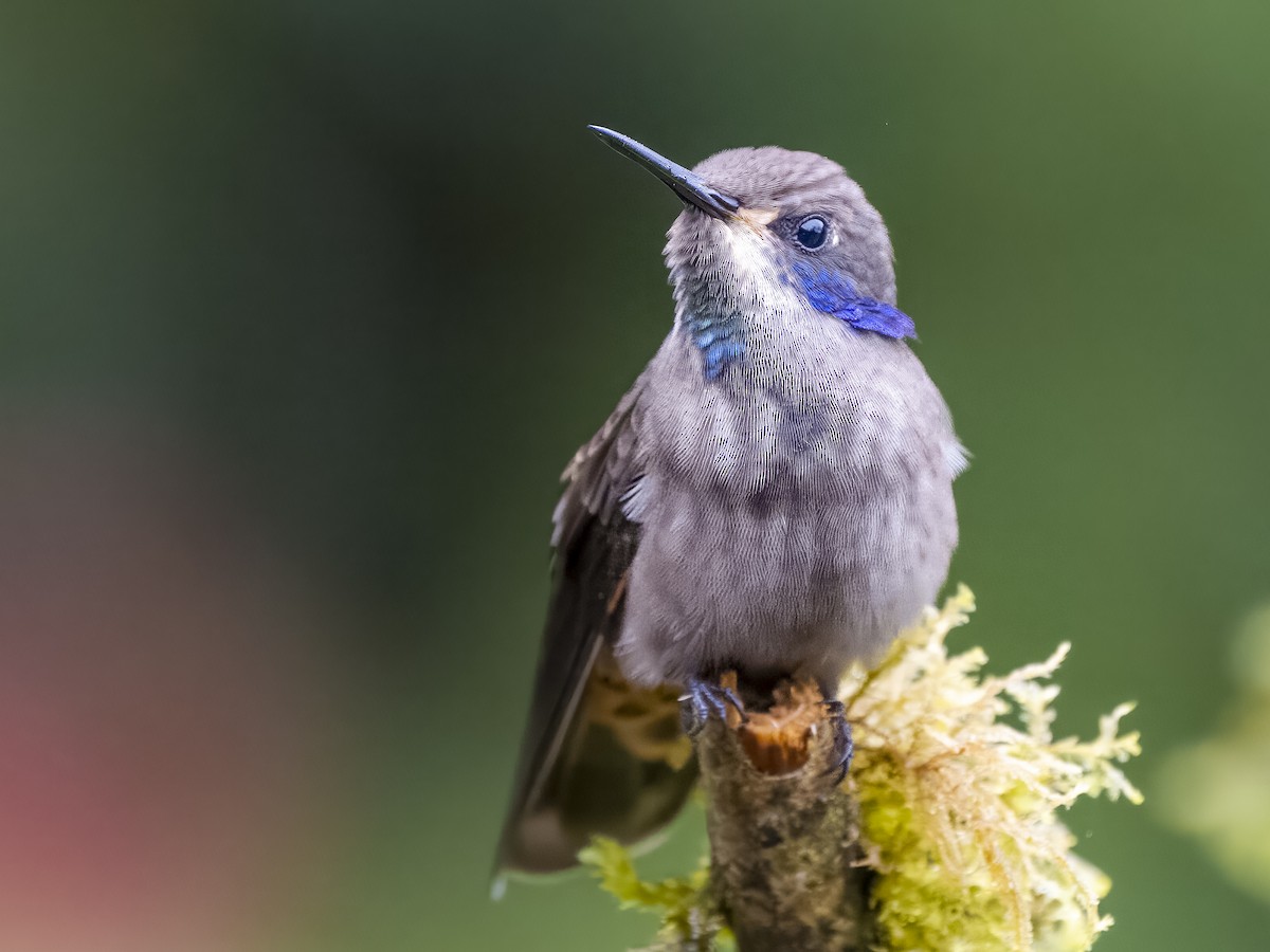 Brown Violetear - ML624082294