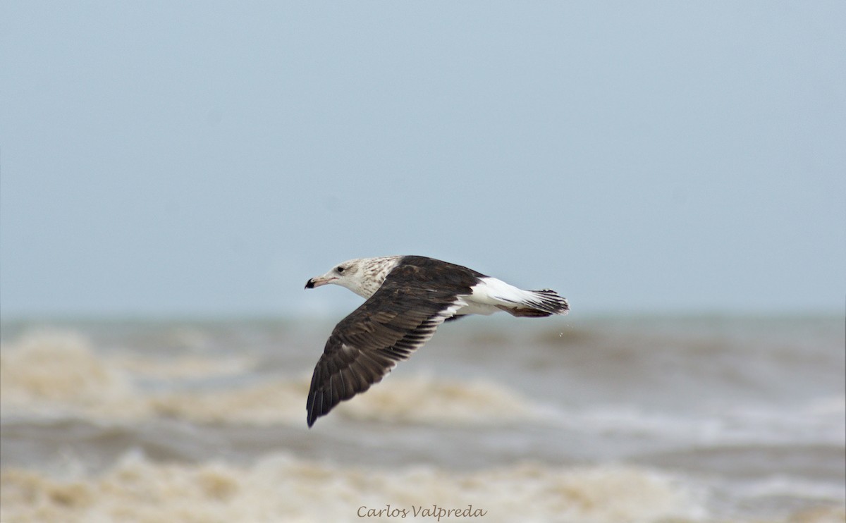 Kelp Gull - ML624082296