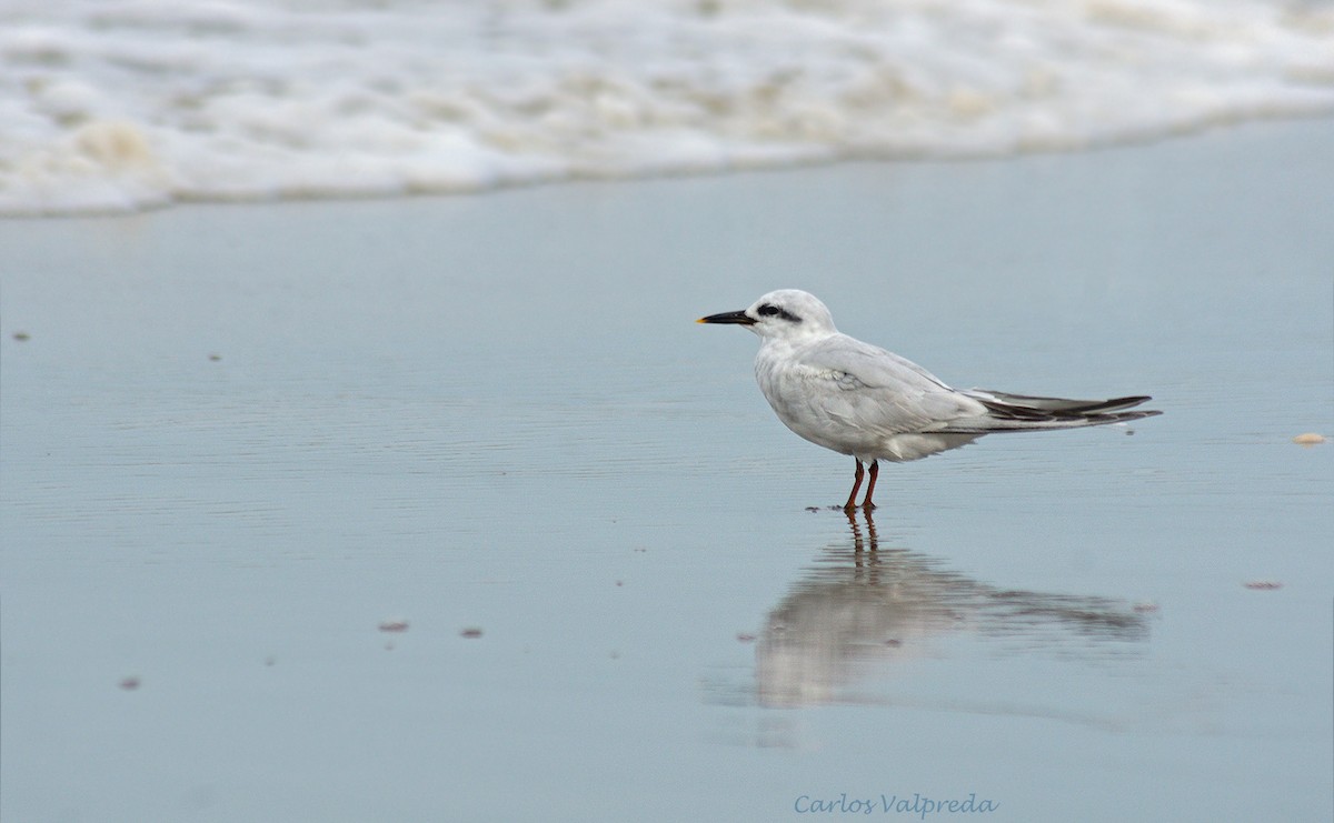 Snowy-crowned Tern - ML624082307