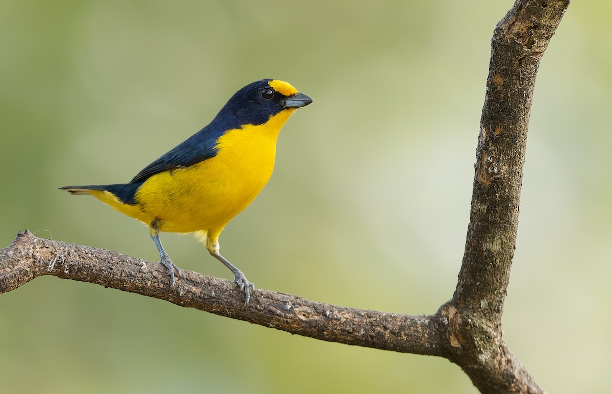 Violaceous Euphonia - ML624082309