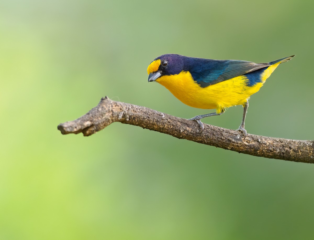 Violaceous Euphonia - ML624082312