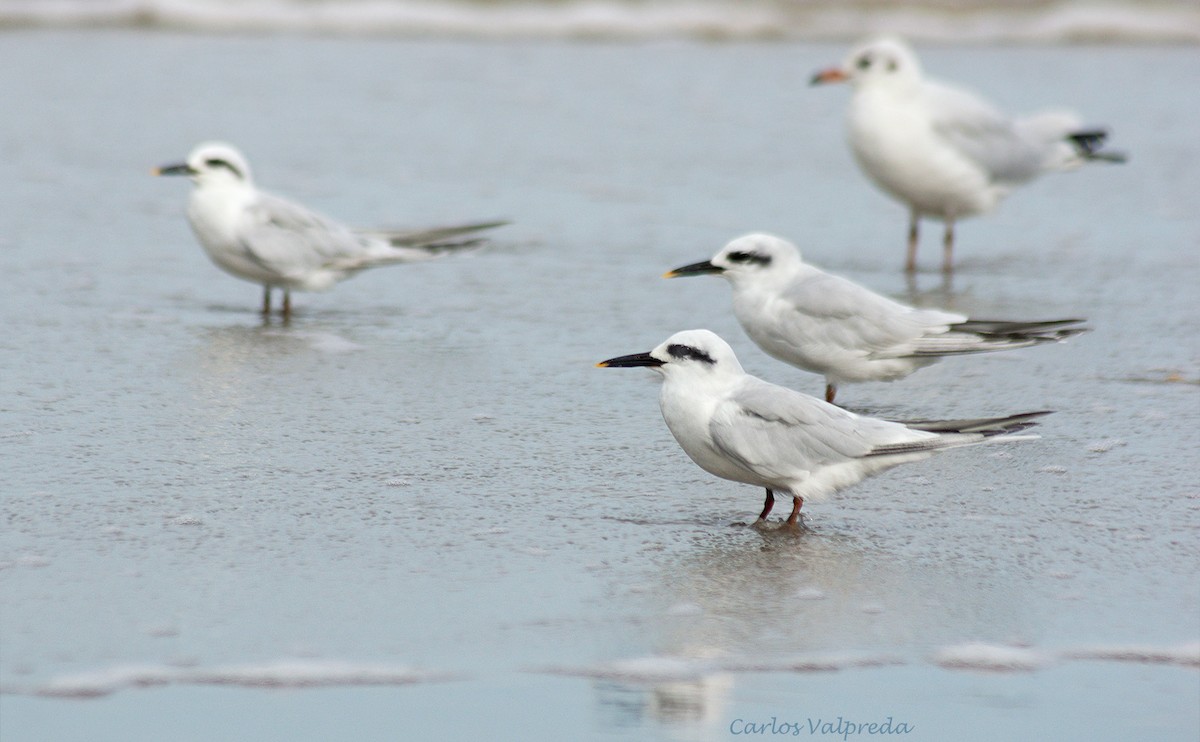 Snowy-crowned Tern - ML624082313