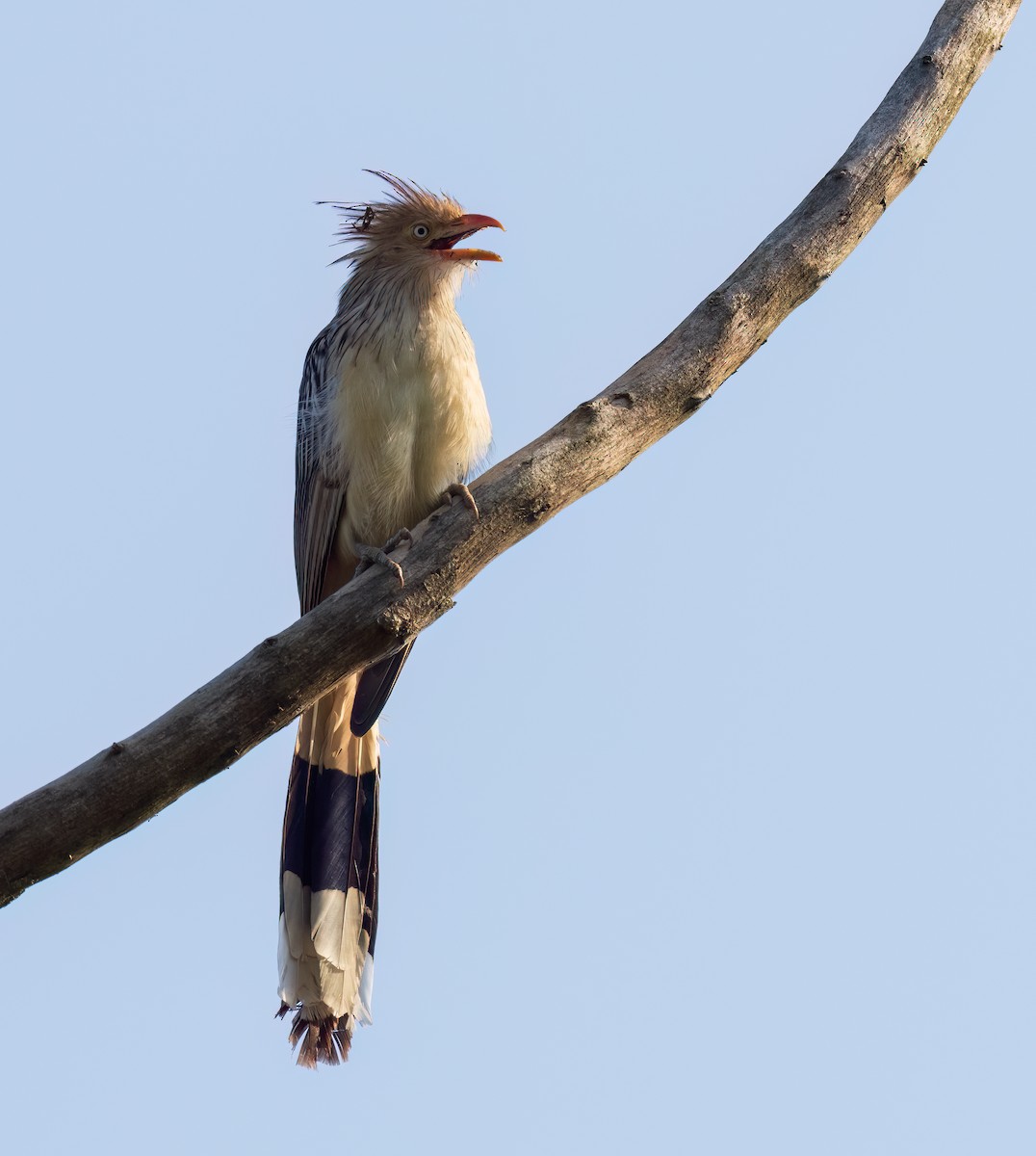 Guira Cuckoo - ML624082318