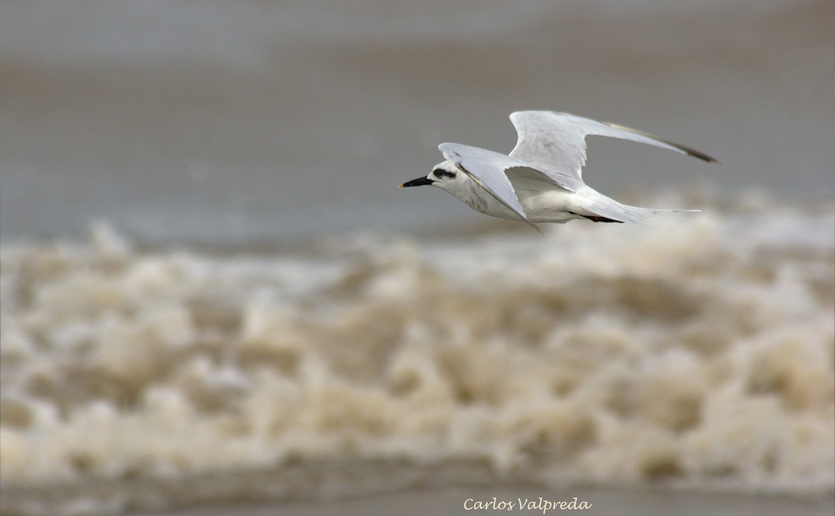 Snowy-crowned Tern - ML624082319