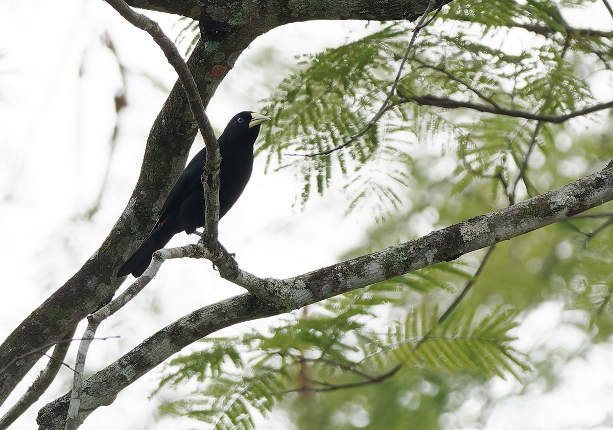 Red-rumped Cacique - ML624082320