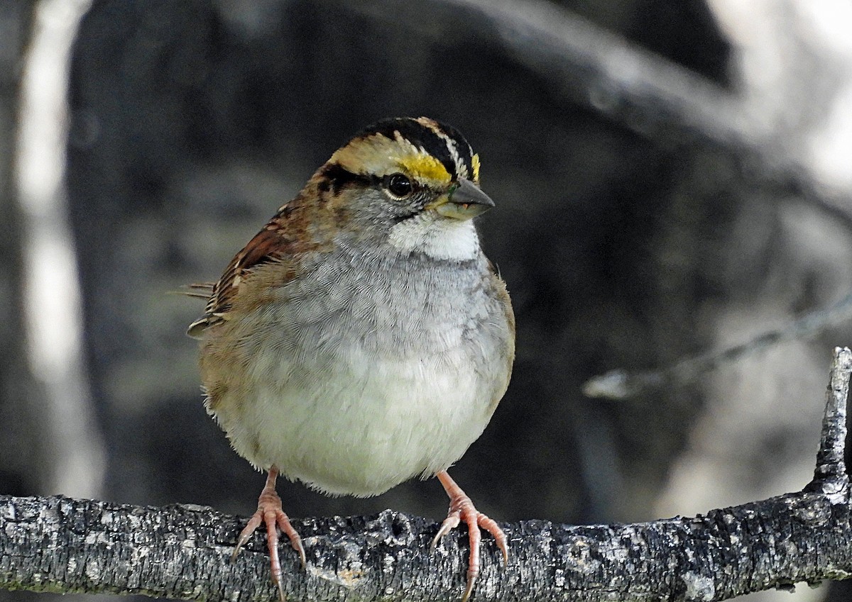 White-throated Sparrow - Sharon Dewart-Hansen