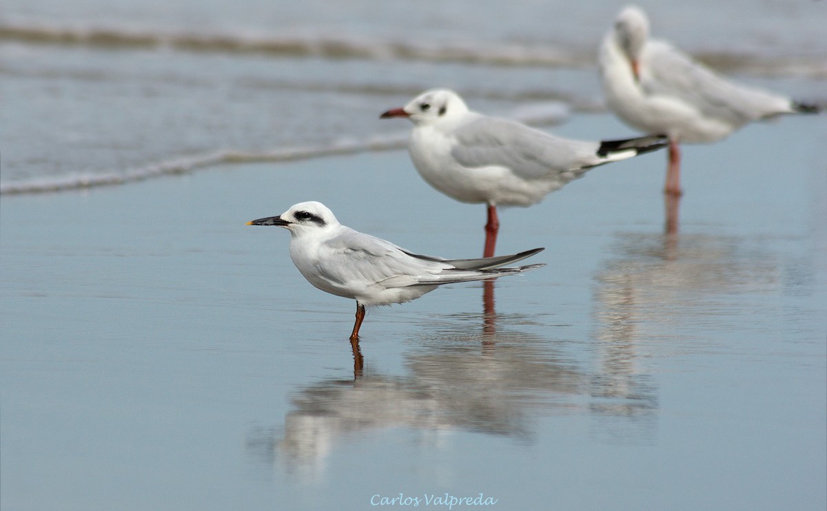 Snowy-crowned Tern - ML624082330