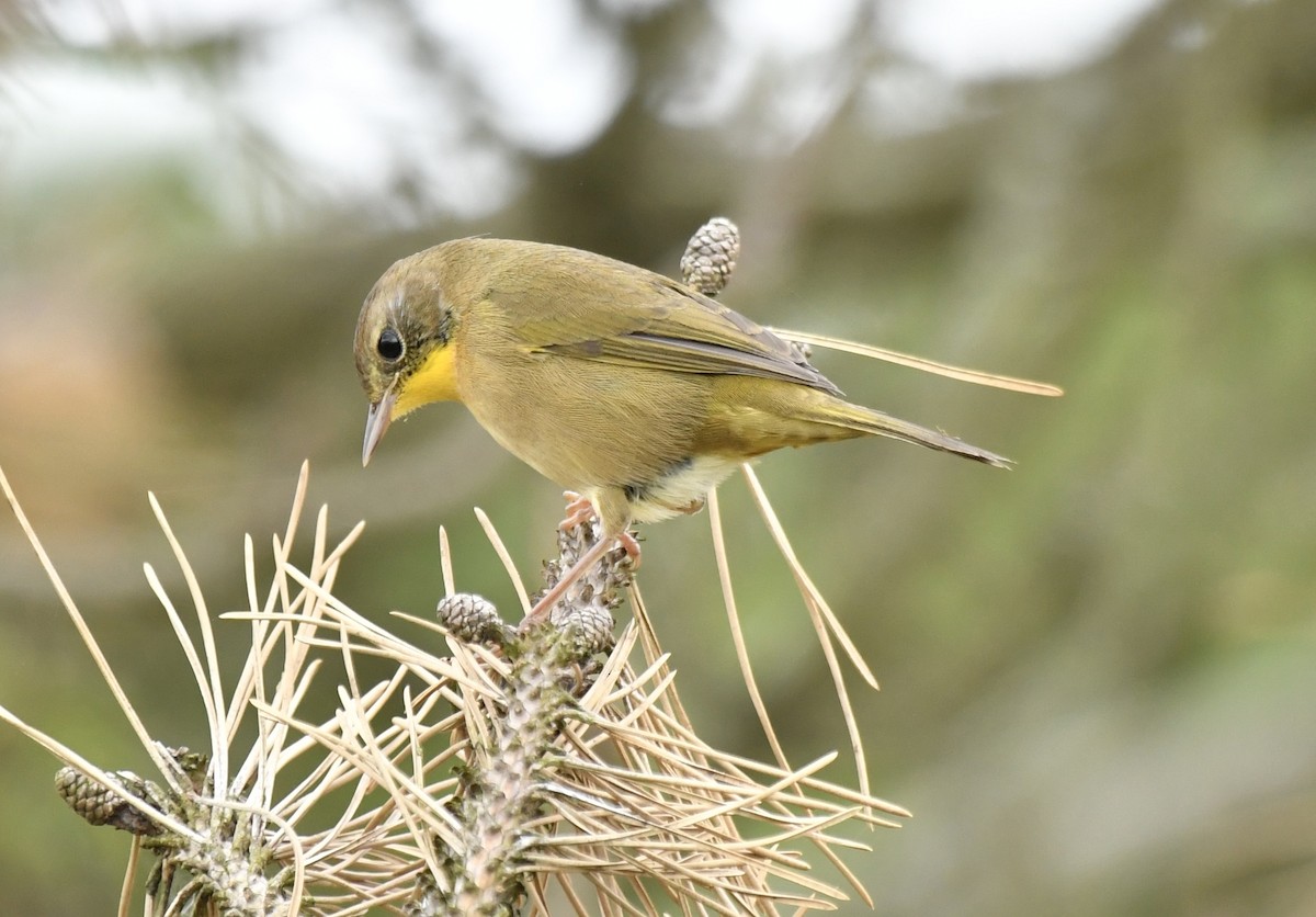 Common Yellowthroat - ML624082337