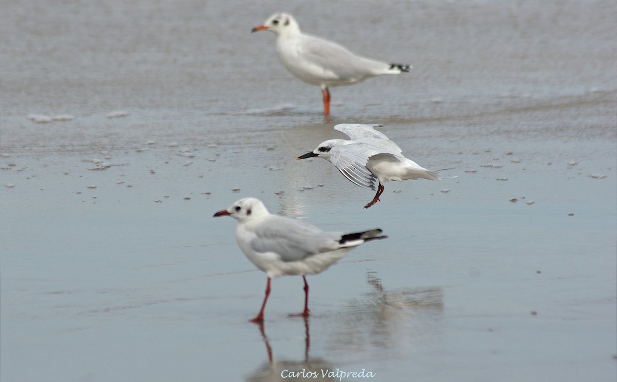 Snowy-crowned Tern - ML624082341