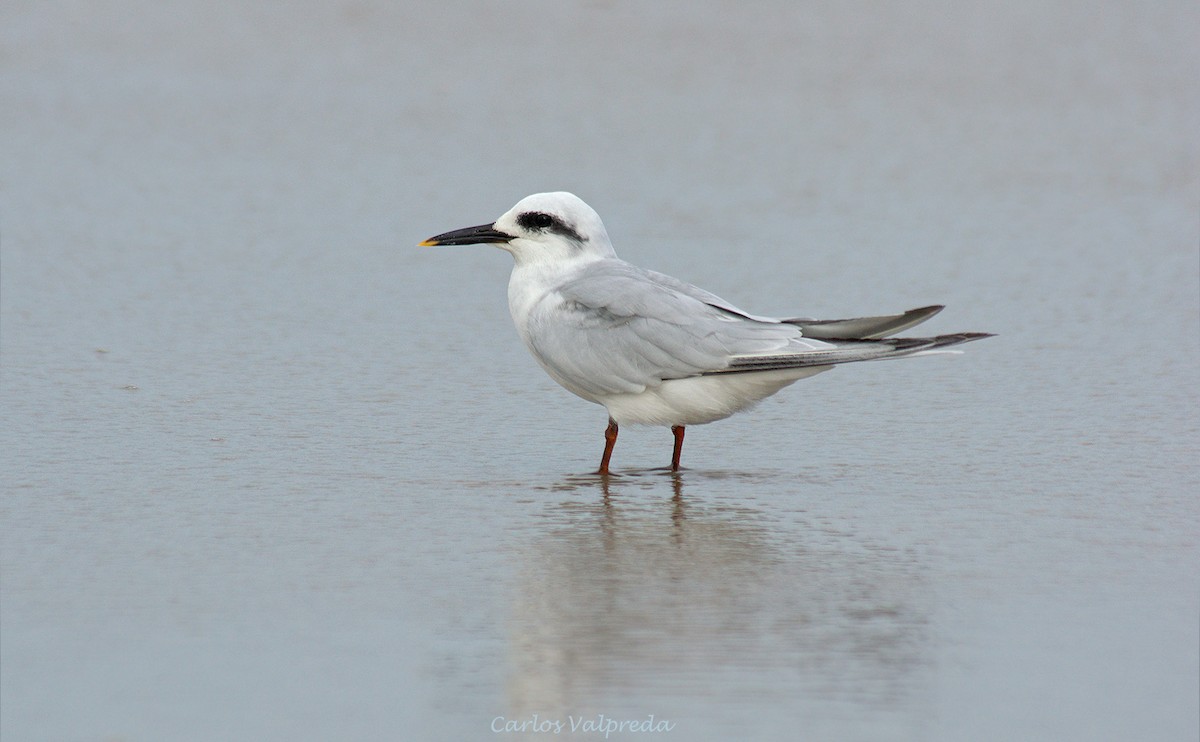 Snowy-crowned Tern - ML624082353