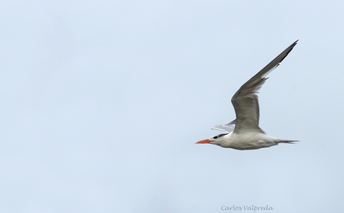 Royal Tern - ML624082356