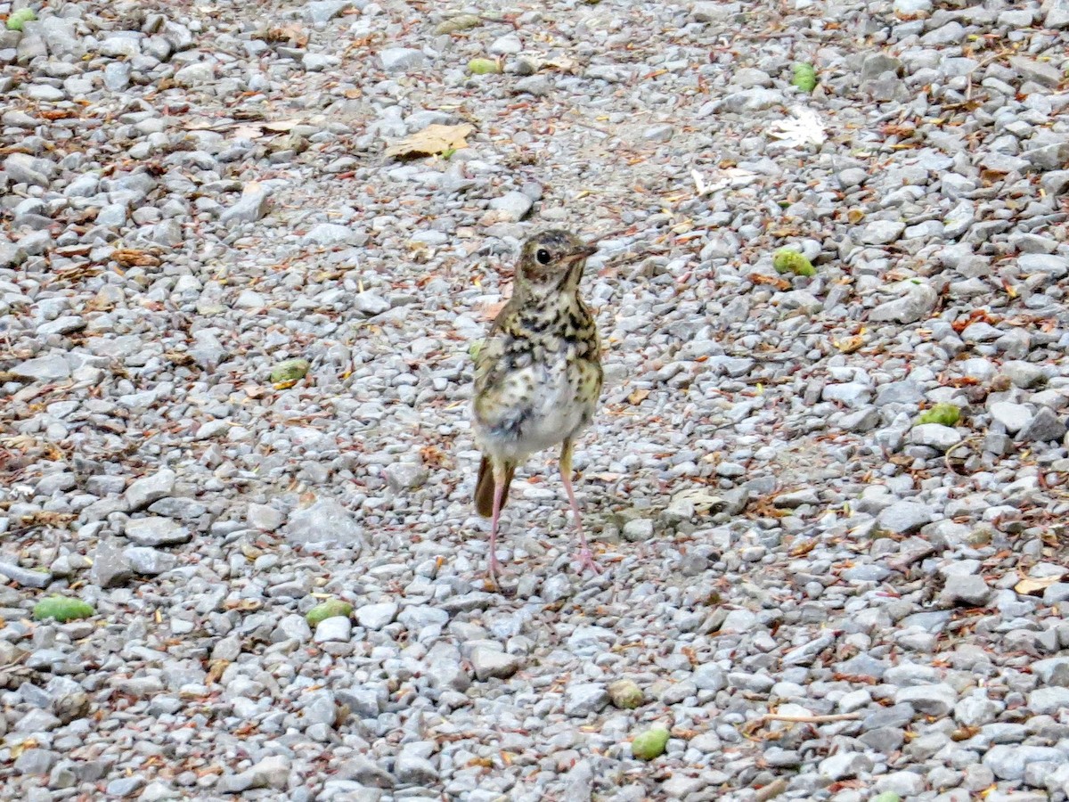 Swainson's Thrush - ML624082383