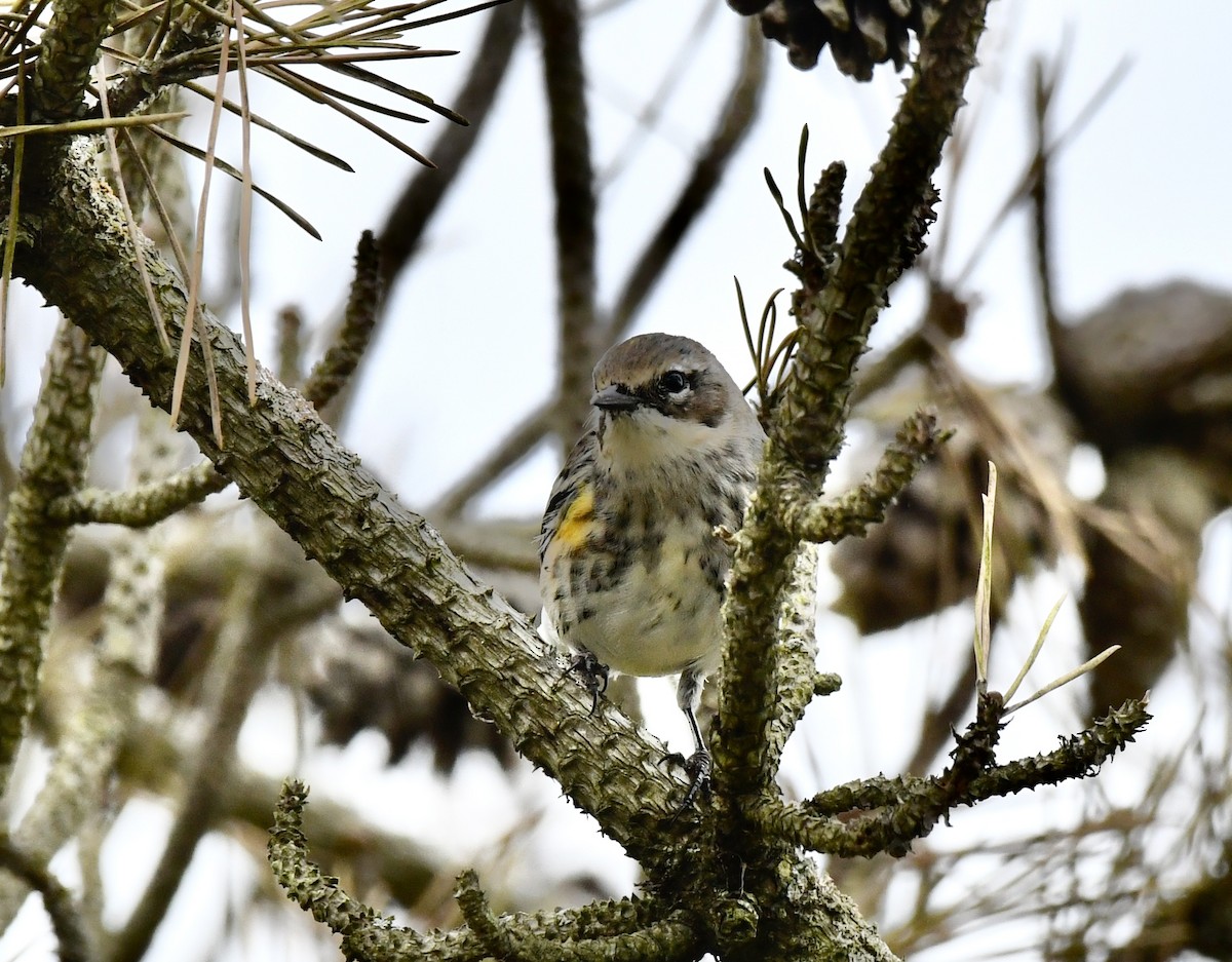 Yellow-rumped Warbler - ML624082395