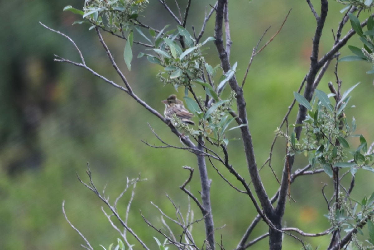 Savannah Sparrow - ML624082404