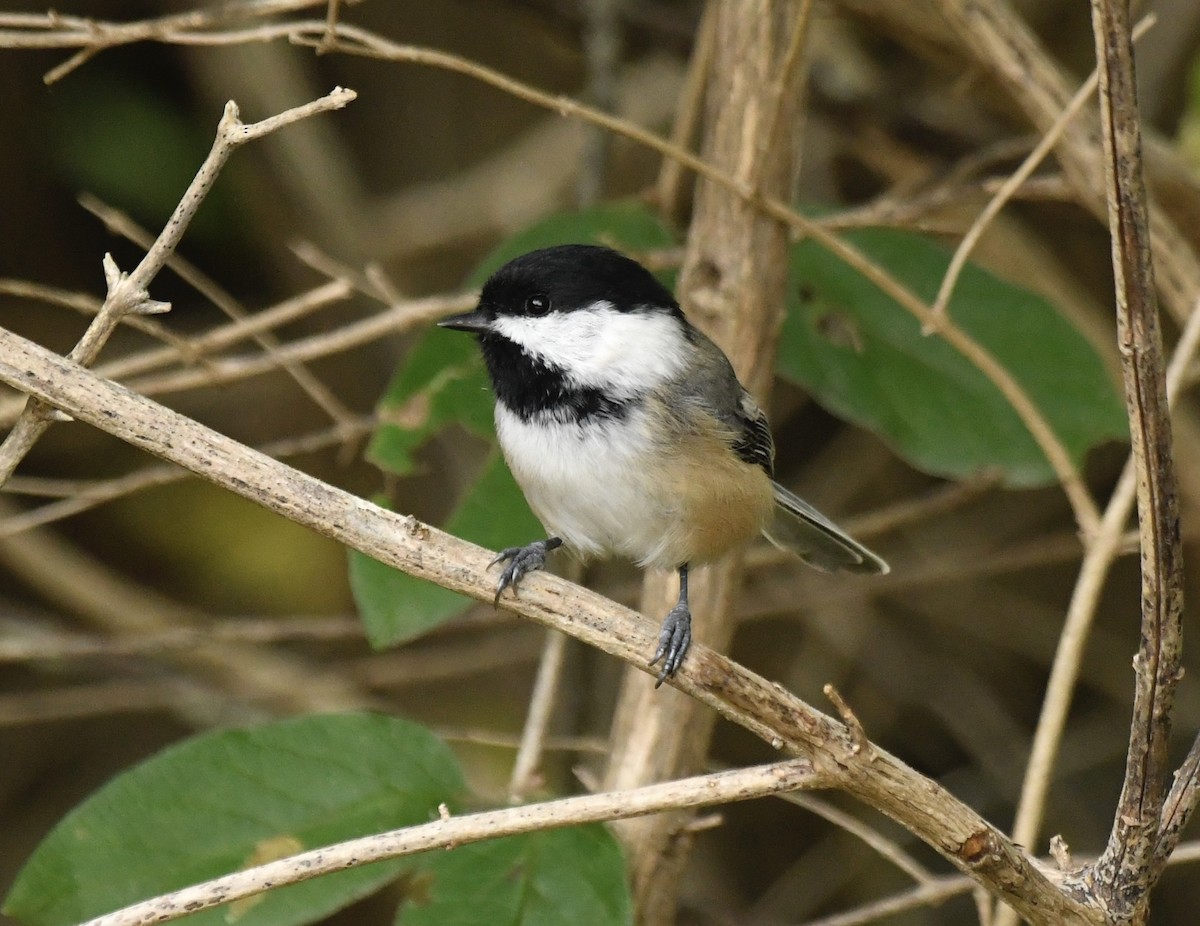 Black-capped Chickadee - ML624082415