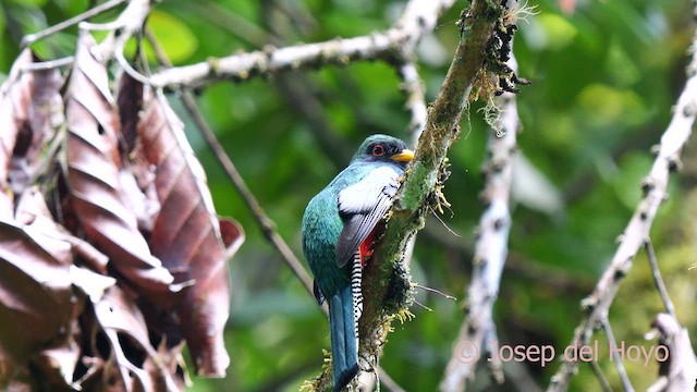 Trogon rosalba - ML624082439