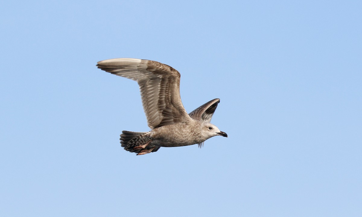 Herring Gull (American) - ML624082450