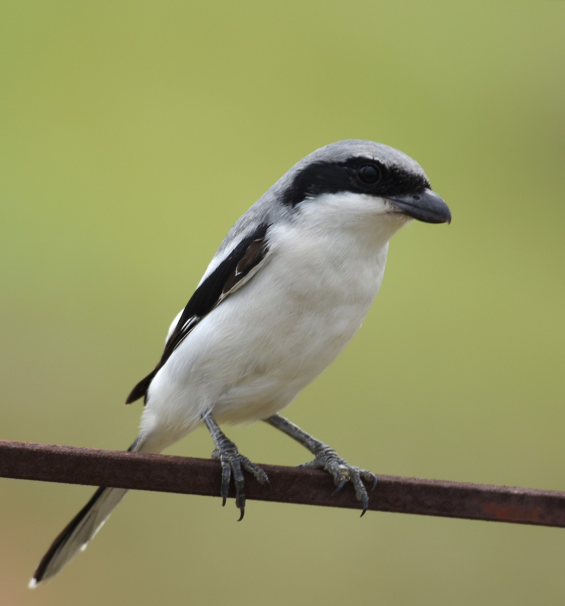 Great Gray Shrike - ML624082465