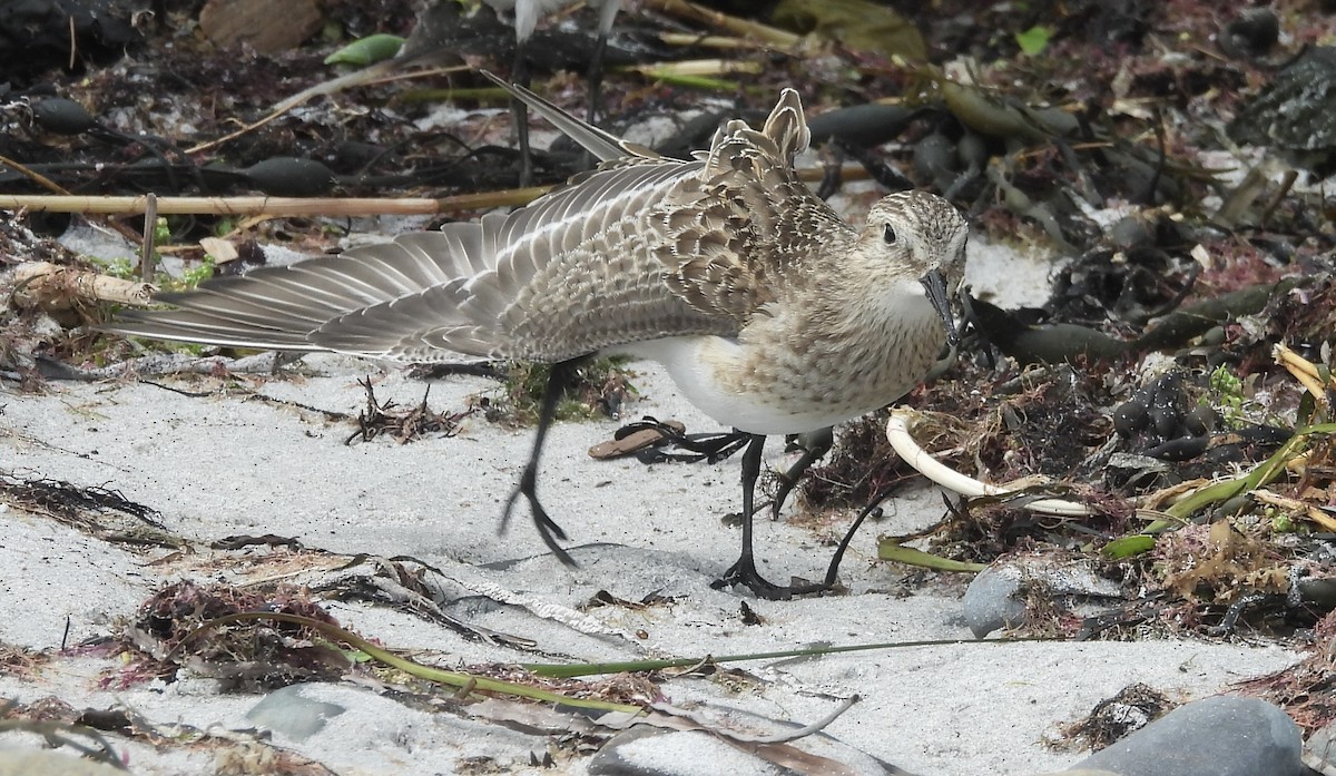 Baird's Sandpiper - ML624082480