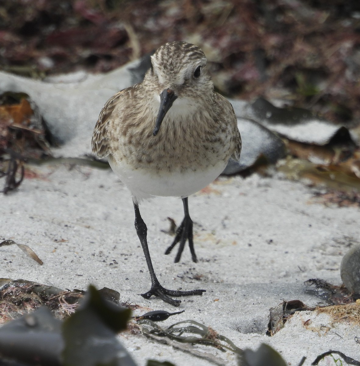 Baird's Sandpiper - ML624082481