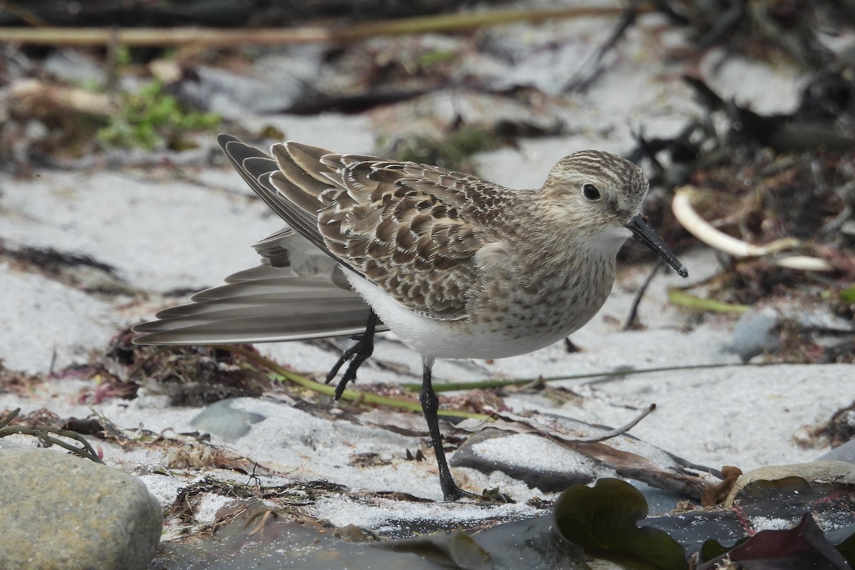 Baird's Sandpiper - ML624082482