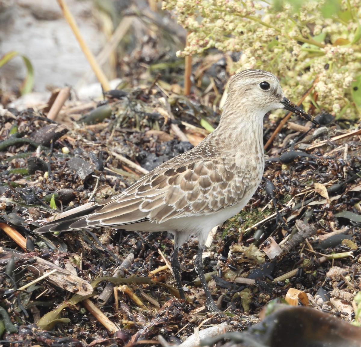 Baird's Sandpiper - ML624082484