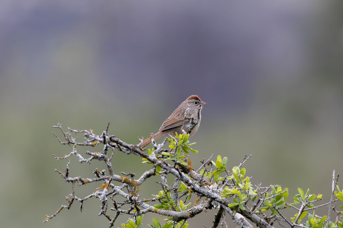 Rufous-crowned Sparrow - Lucas Pittman