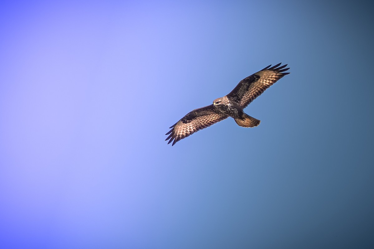 Common Buzzard - Krzysztof Nigot