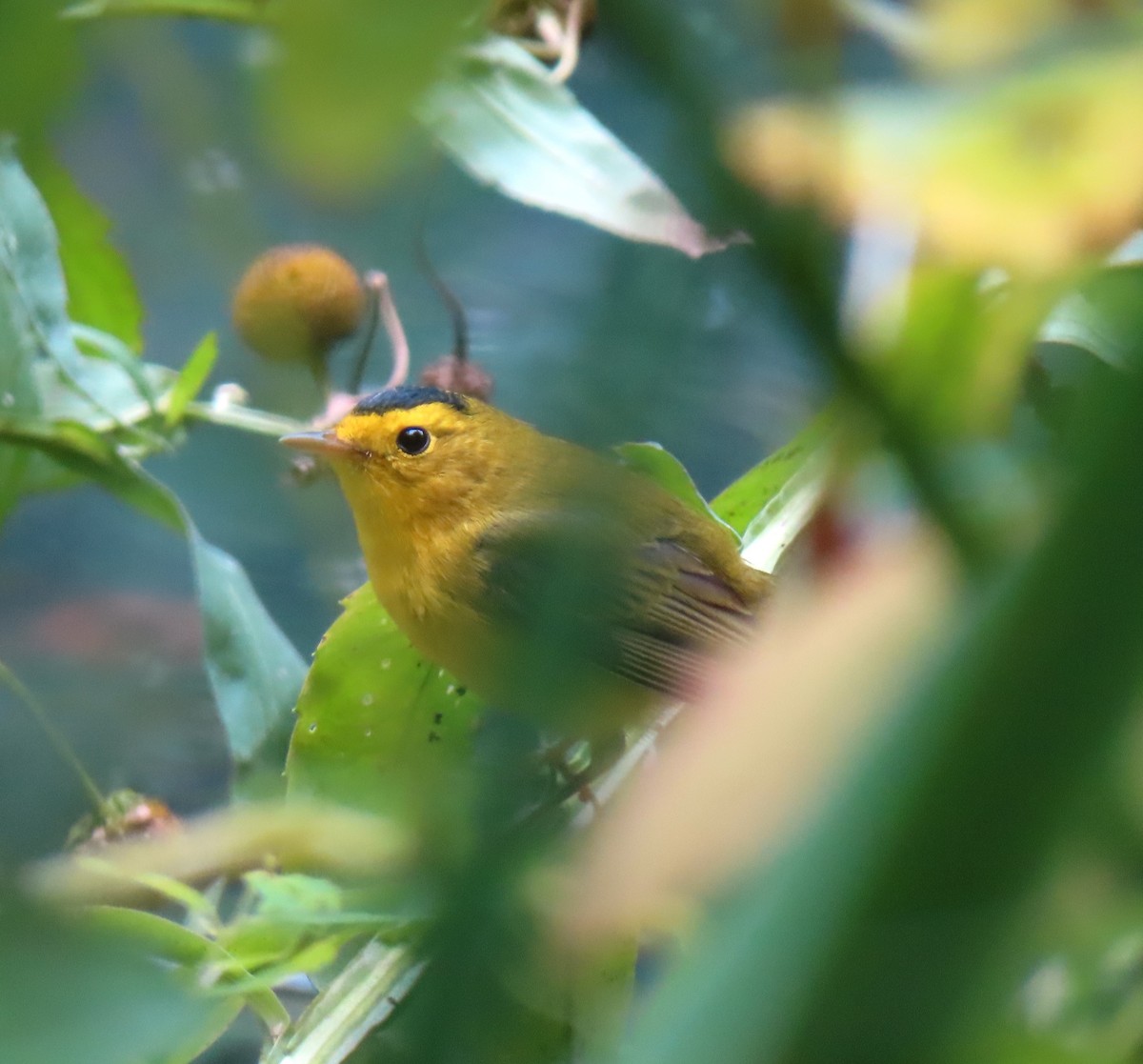 Wilson's Warbler - ML624082509