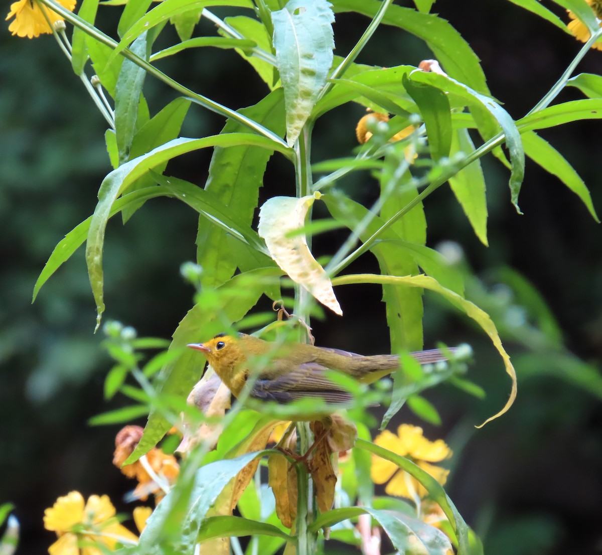 Wilson's Warbler - ML624082511