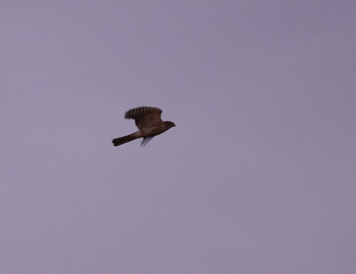 Sharp-shinned Hawk - ML624082523