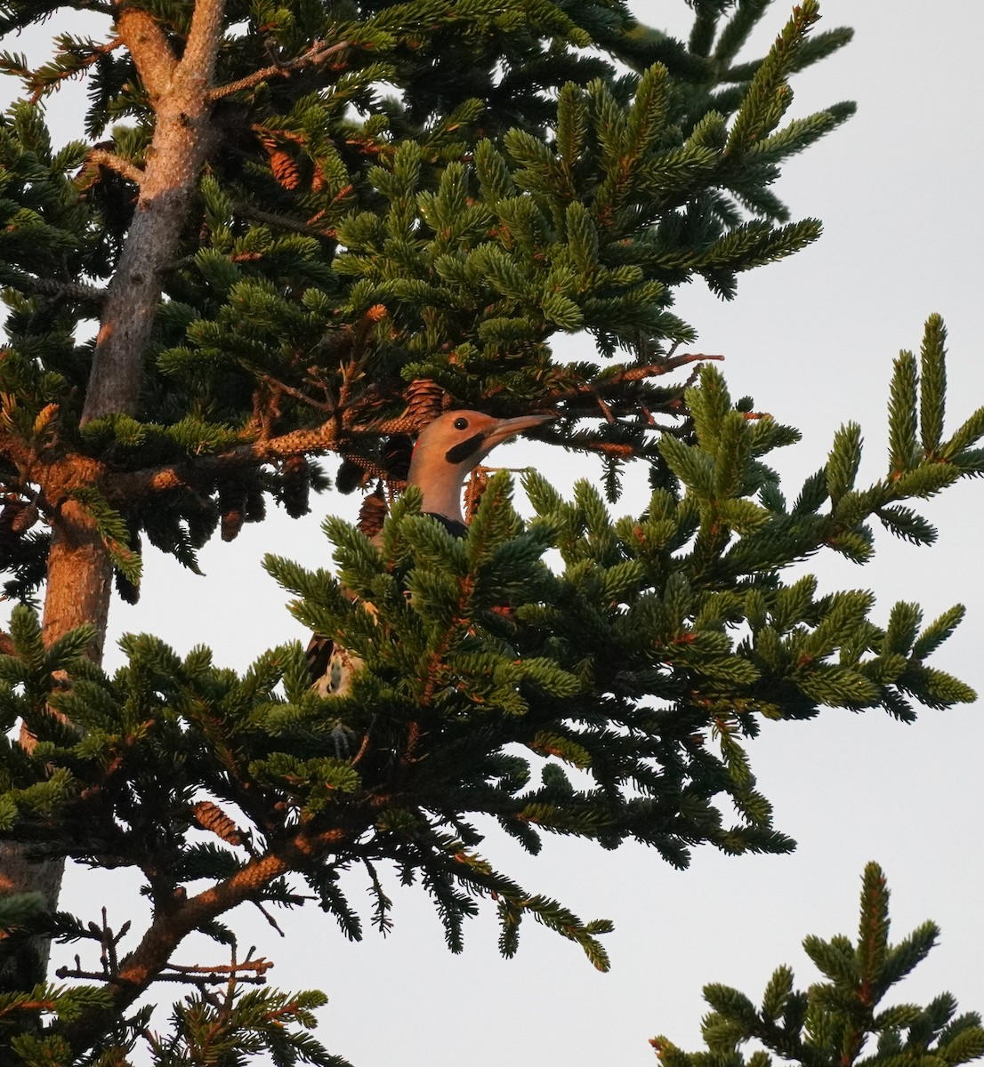 Northern Flicker - ML624082524