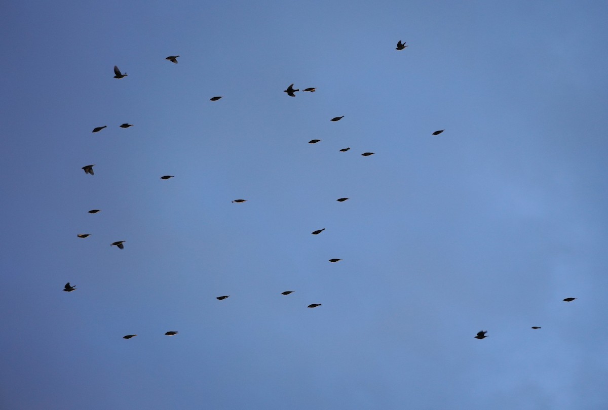 Cedar Waxwing - ML624082528