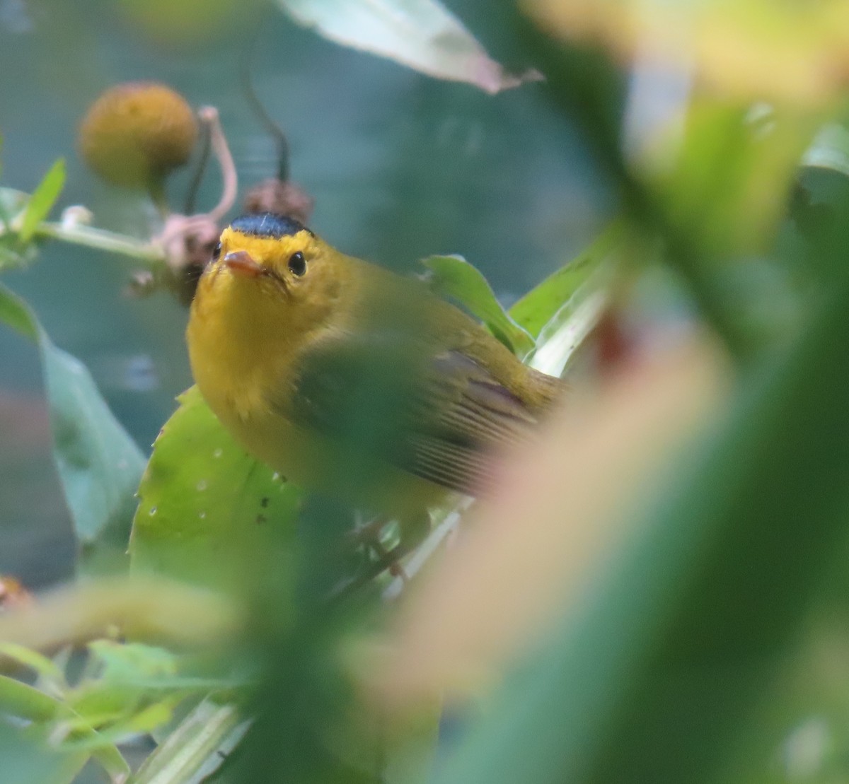 Wilson's Warbler - ML624082530