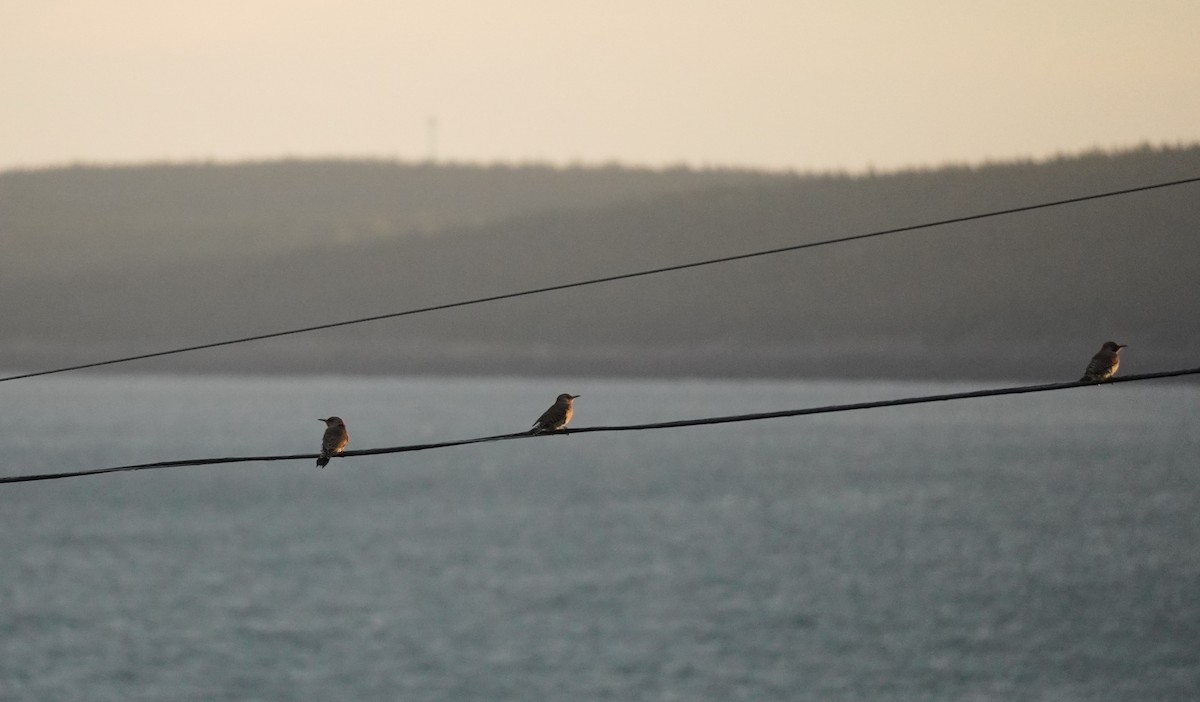 Northern Flicker - ML624082532