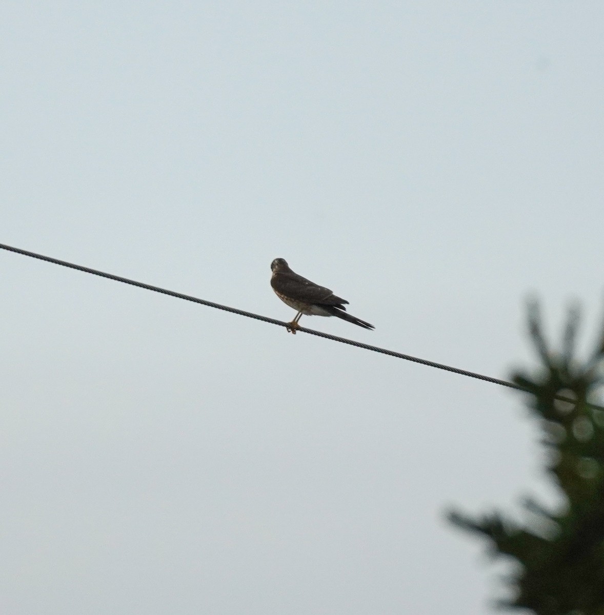 Sharp-shinned Hawk - ML624082534