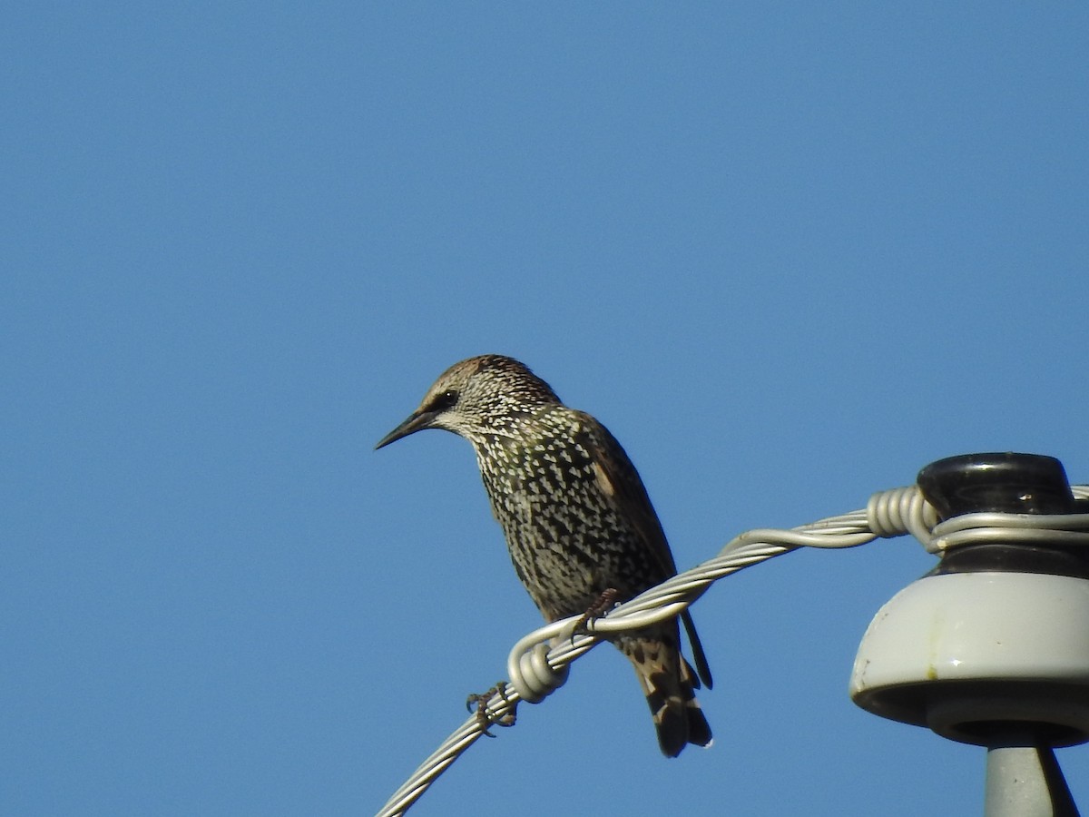 歐洲椋鳥 - ML624082535