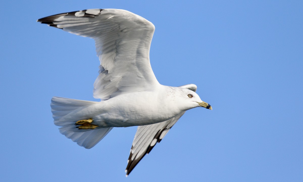 Ring-billed Gull - ML624082537