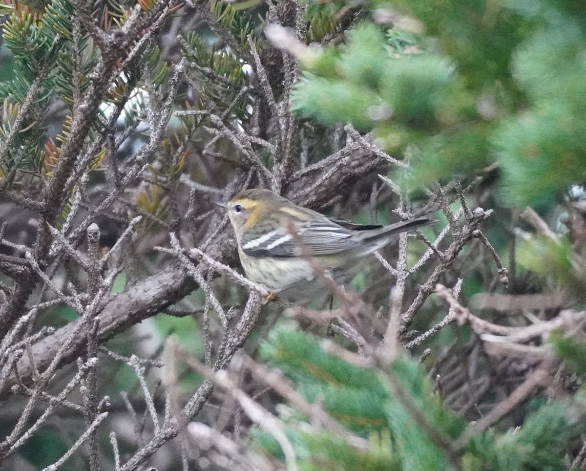 Blackburnian Warbler - ML624082540