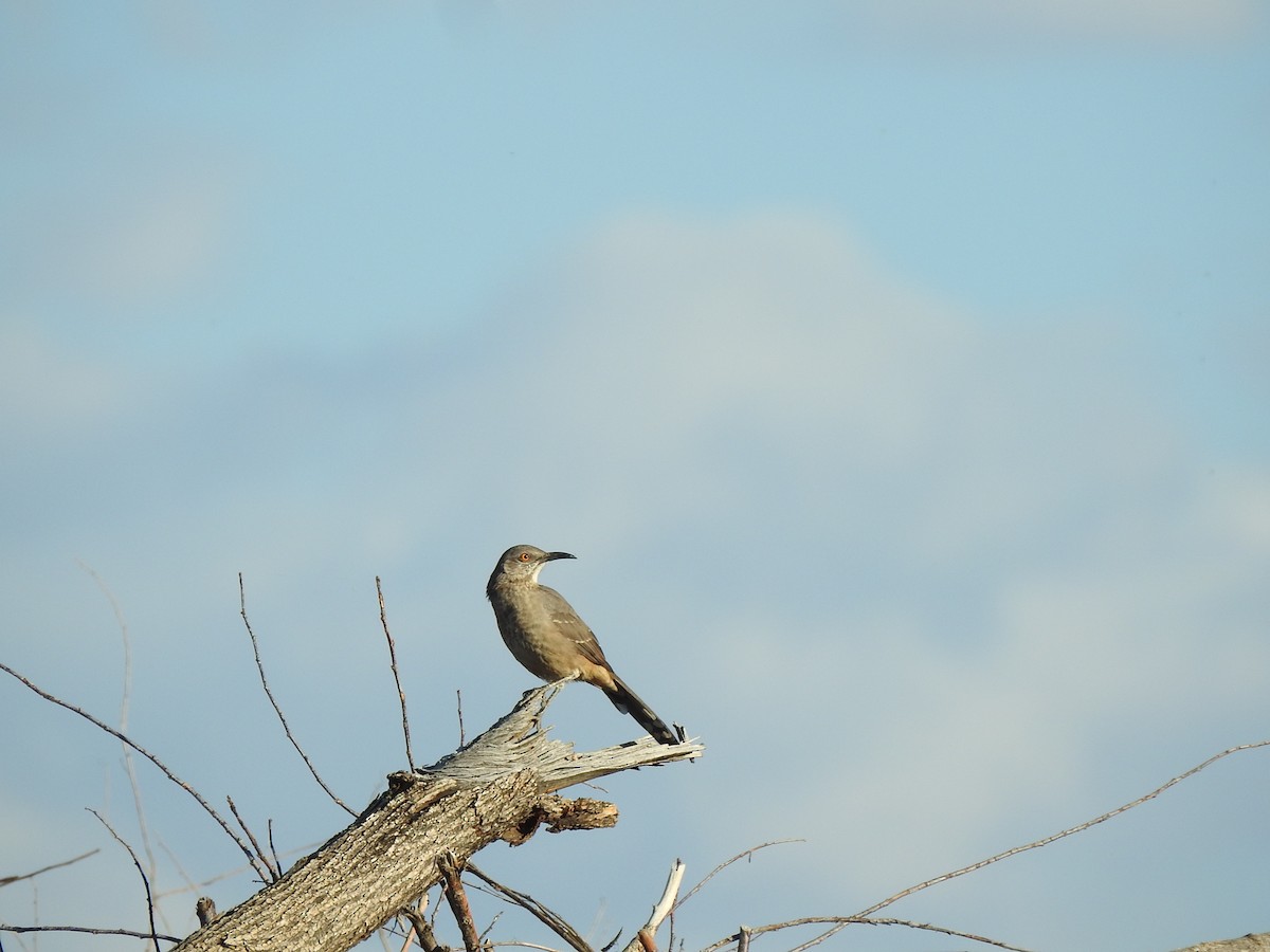 Curve-billed Thrasher - ML624082541