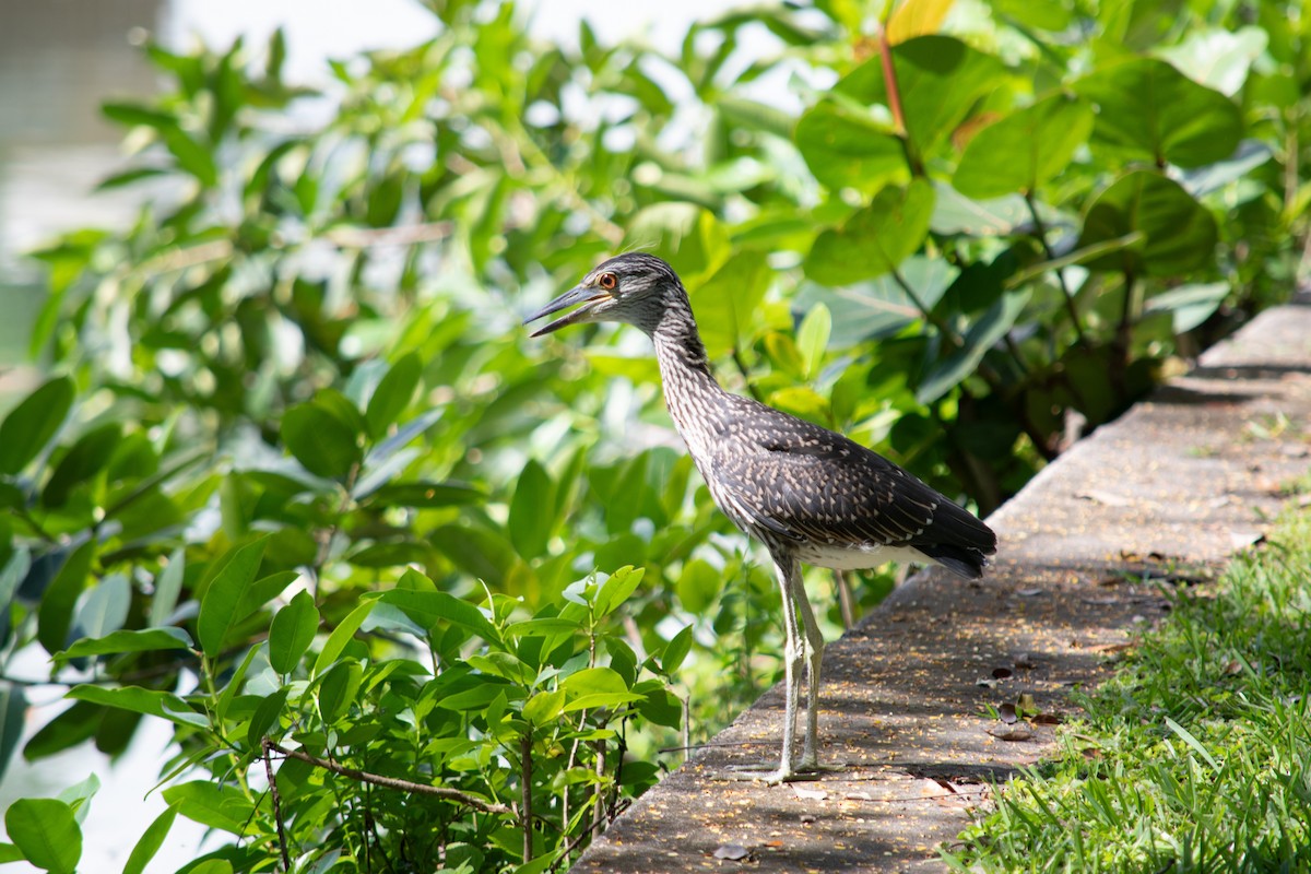 Yellow-crowned Night Heron - ML624082542