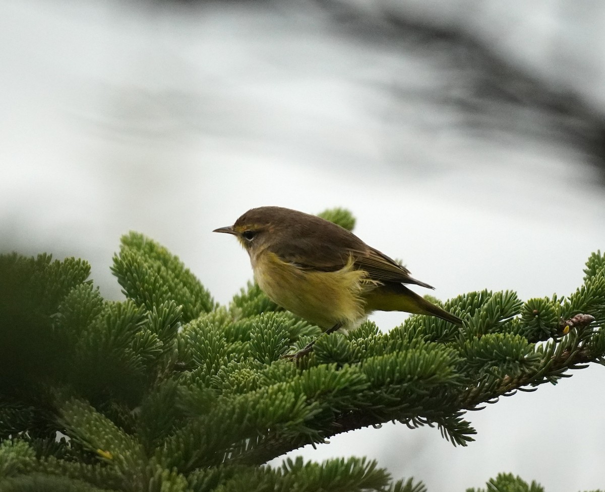 Palm Warbler - ML624082548