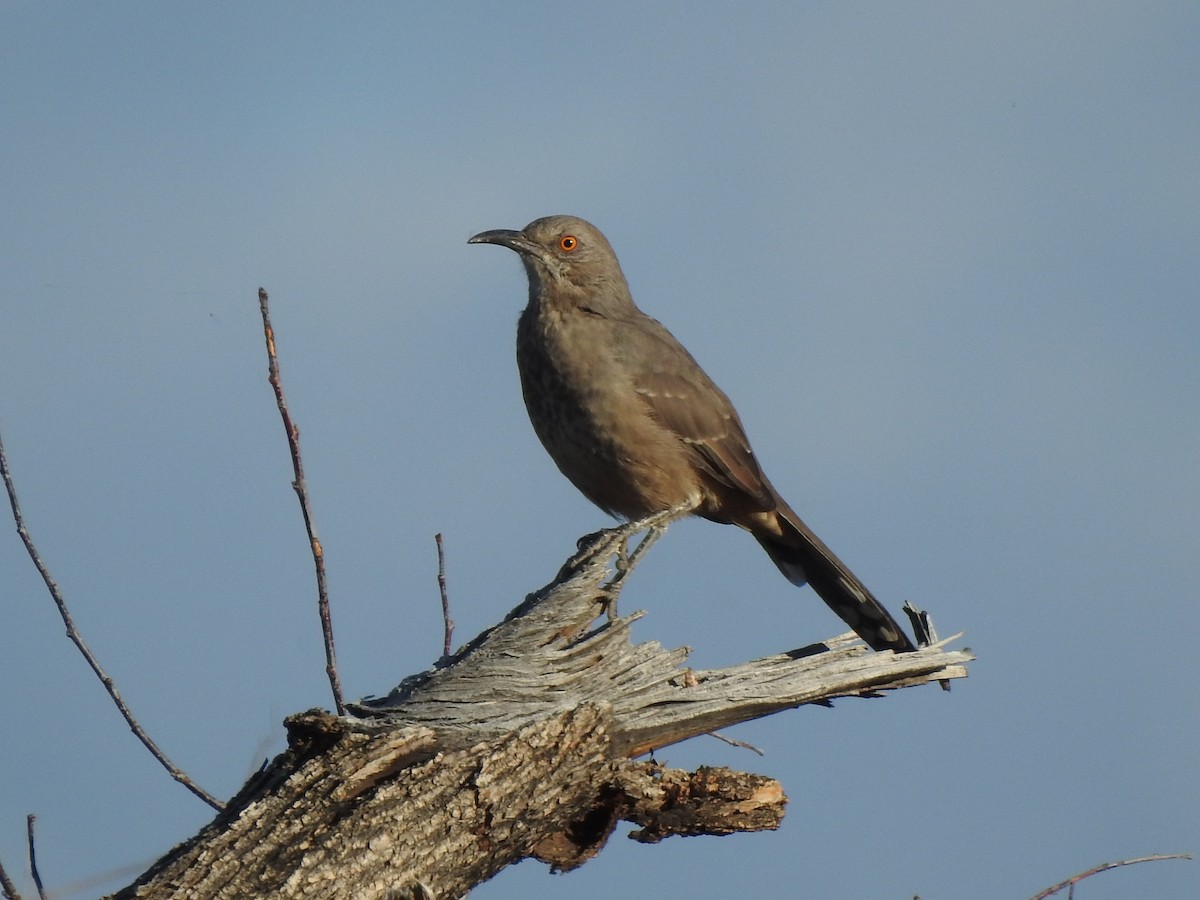 Curve-billed Thrasher - ML624082550
