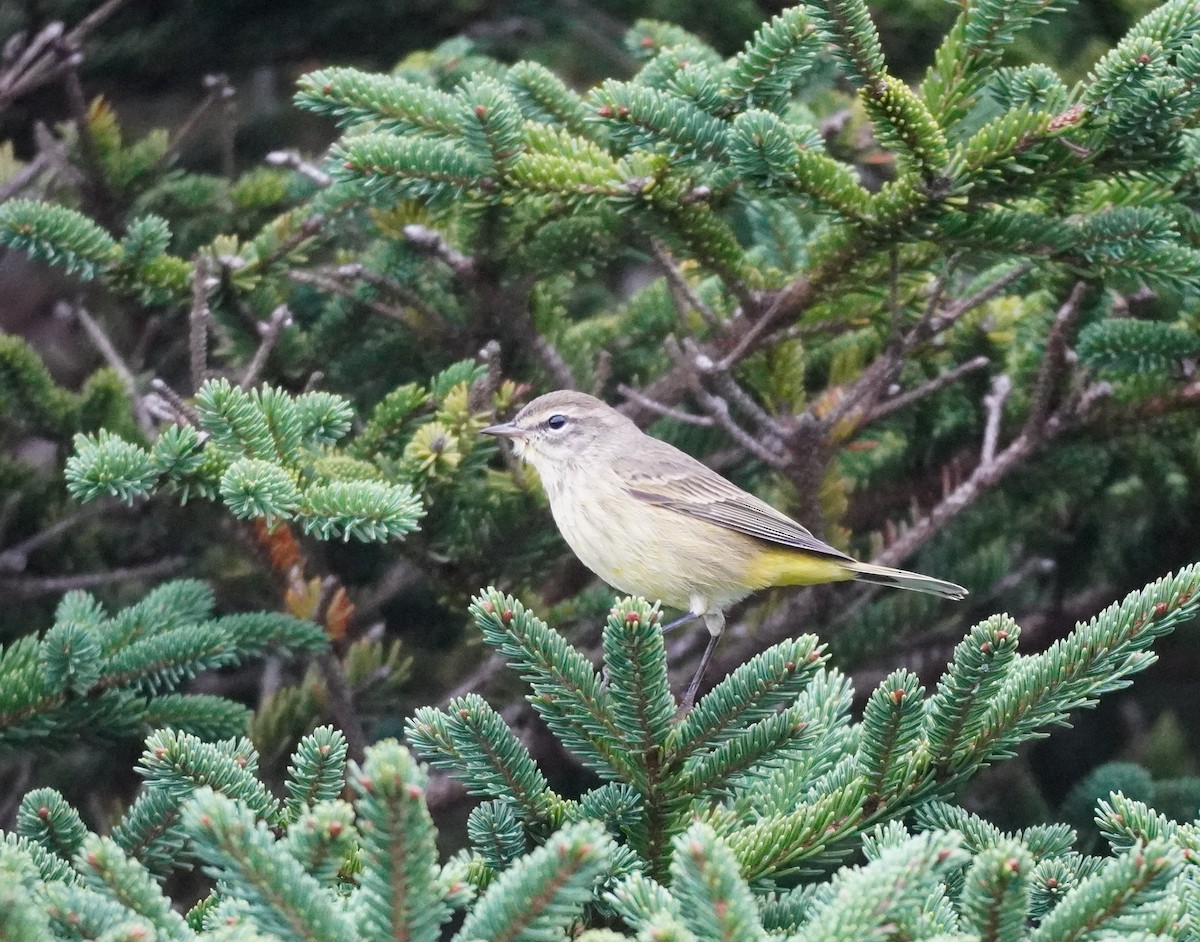 Palm Warbler - ML624082554