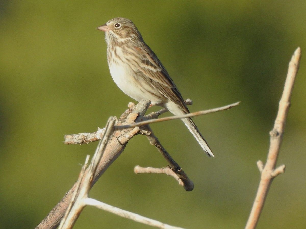 Vesper Sparrow - ML624082557