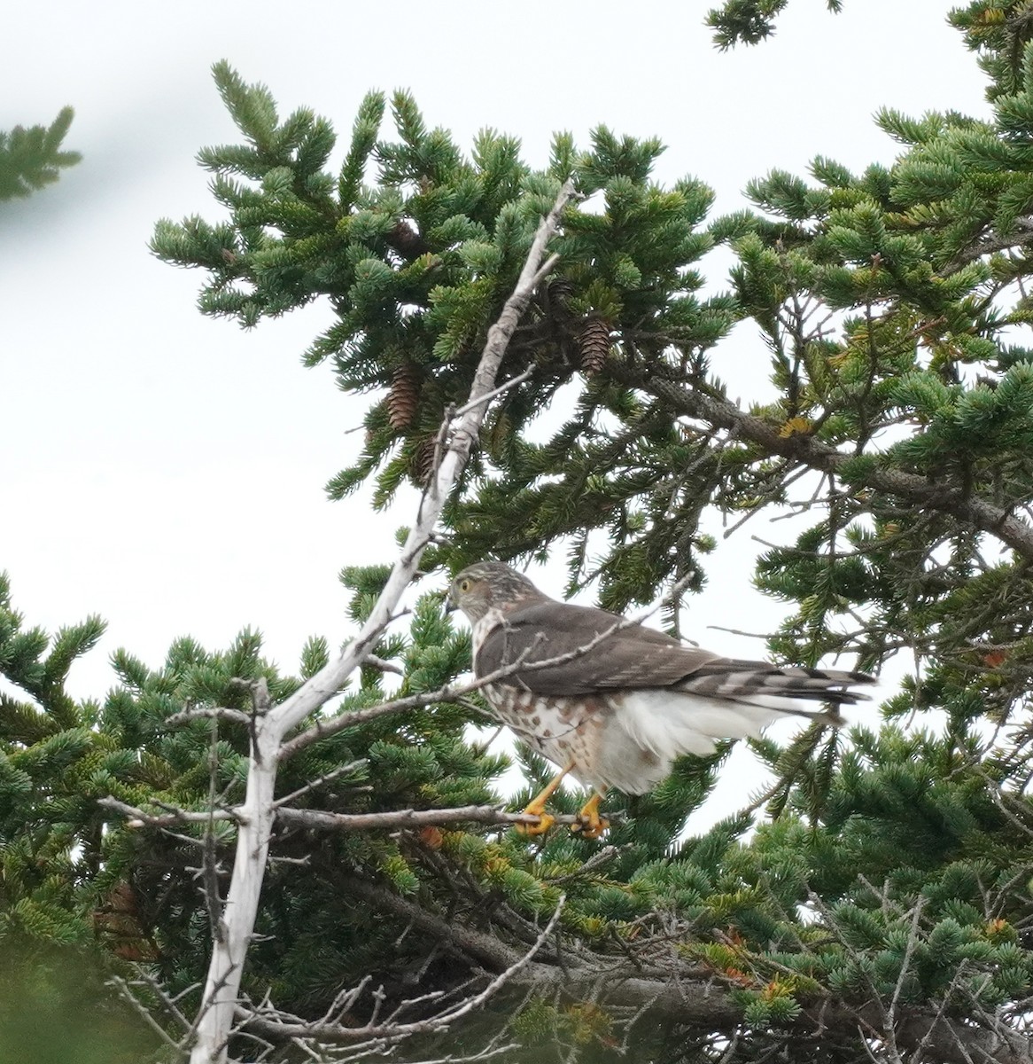 Sharp-shinned Hawk - ML624082559